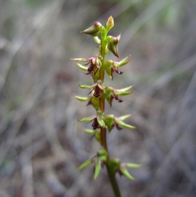 Corunastylis clivicola (Rufous midge orchid) at Cook, ACT - 2 Apr 2014 by CathB