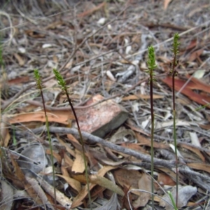 Corunastylis clivicola at Cook, ACT - suppressed