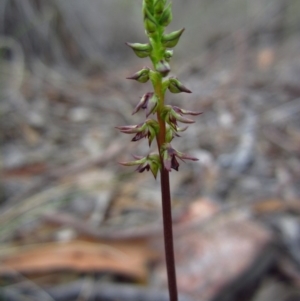 Corunastylis clivicola at Cook, ACT - 13 Mar 2014