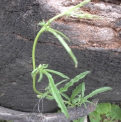 Convolvulus angustissimus subsp. angustissimus (Australian Bindweed) at Majura, ACT - 26 Oct 2014 by SilkeSma