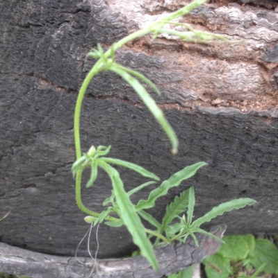 Convolvulus angustissimus subsp. angustissimus (Australian Bindweed) at Majura, ACT - 26 Oct 2014 by SilkeSma