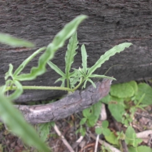 Convolvulus angustissimus subsp. angustissimus at Majura, ACT - 27 Oct 2014 08:57 AM