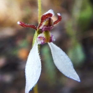 Eriochilus cucullatus at Aranda, ACT - suppressed