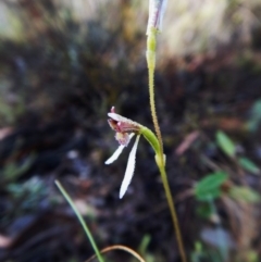 Eriochilus cucullatus at Aranda, ACT - suppressed