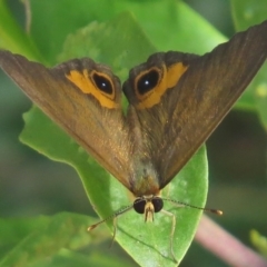 Hypocysta metirius (Brown Ringlet) at Surf Beach, NSW - 7 Mar 2016 by JohnBundock