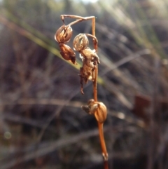 Caleana minor (Small Duck Orchid) at Belconnen, ACT - 12 Mar 2016 by CathB