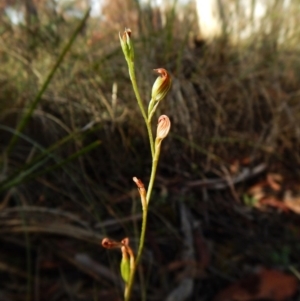 Speculantha rubescens at Point 3852 - suppressed