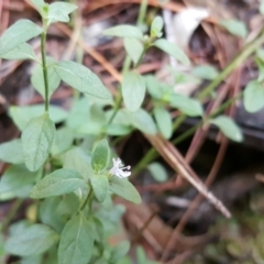 Mentha diemenica (Wild Mint, Slender Mint) at Isaacs, ACT - 11 Mar 2016 by Mike