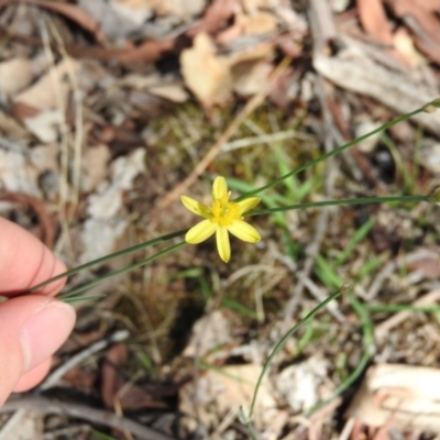 Tricoryne elatior (Yellow Rush Lily) at Gungahlin, ACT - 6 Mar 2016 by ArcherCallaway