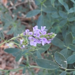 Medicago sativa (Lucerne, Alfalfa) at Fadden, ACT - 6 Mar 2016 by ArcherCallaway