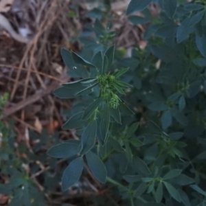 Medicago sativa at Fadden, ACT - 6 Mar 2016