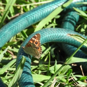 Junonia villida at Fadden, ACT - 9 Mar 2016 04:17 PM