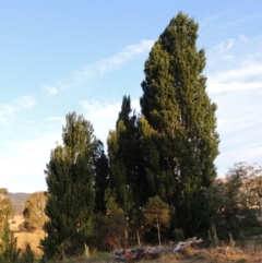 Populus nigra (Lombardy Poplar) at Paddys River, ACT - 31 Dec 2015 by michaelb