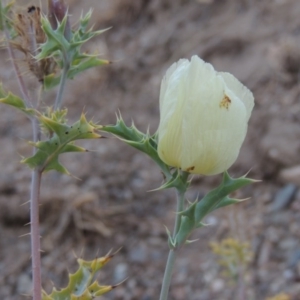 Argemone ochroleuca subsp. ochroleuca at Paddys River, ACT - 31 Dec 2015