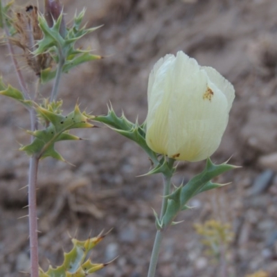 Argemone ochroleuca subsp. ochroleuca (Mexican Poppy, Prickly Poppy) at Point Hut to Tharwa - 31 Dec 2015 by MichaelBedingfield