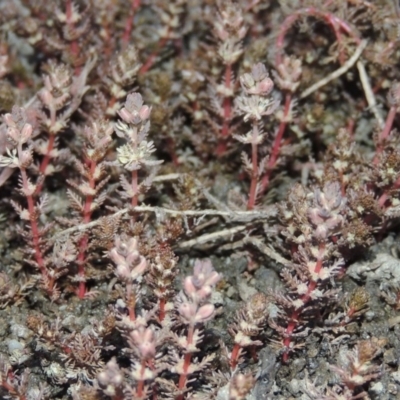 Myriophyllum verrucosum (Red Water-milfoil) at Point Hut to Tharwa - 31 Dec 2015 by MichaelBedingfield