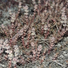 Myriophyllum verrucosum at Paddys River, ACT - 31 Dec 2015