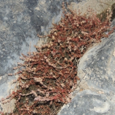 Myriophyllum verrucosum (Red Water-milfoil) at Greenway, ACT - 3 Jan 2016 by michaelb