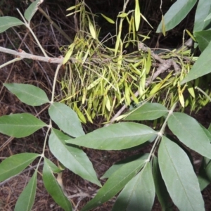 Fraxinus angustifolia at Greenway, ACT - 3 Jan 2016 08:30 PM