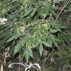 Fraxinus angustifolia at Greenway, ACT - 3 Jan 2016 08:30 PM