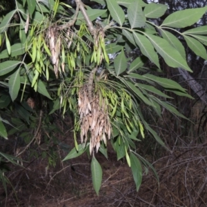 Fraxinus angustifolia at Greenway, ACT - 3 Jan 2016 08:30 PM