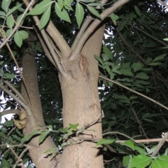 Fraxinus angustifolia at Greenway, ACT - 3 Jan 2016 08:30 PM