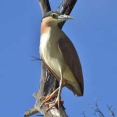 Nycticorax caledonicus (Nankeen Night-Heron) at Paddys River, ACT - 15 Jan 2016 by JohnBundock