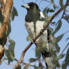 Cracticus nigrogularis (Pied Butcherbird) at Rob Roy Range - 13 Mar 2016 by roymcd