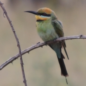 Merops ornatus at Greenway, ACT - 3 Jan 2016