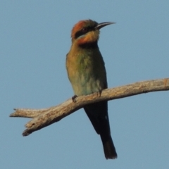 Merops ornatus (Rainbow Bee-eater) at Paddys River, ACT - 29 Jan 2014 by MichaelBedingfield