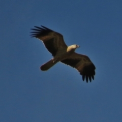 Haliastur sphenurus (Whistling Kite) at Rendezvous Creek, ACT - 21 Apr 2014 by JohnBundock