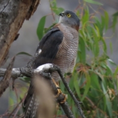 Tachyspiza cirrocephala (Collared Sparrowhawk) at Majura, ACT - 24 Apr 2013 by JohnBundock
