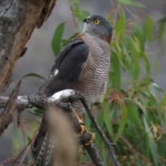 Accipiter cirrocephalus (Collared Sparrowhawk) at Mount Majura - 23 Apr 2013 by JohnBundock