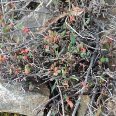 Muehlenbeckia tuggeranong (Tuggeranong Lignum) at Greenway, ACT by MichaelBedingfield