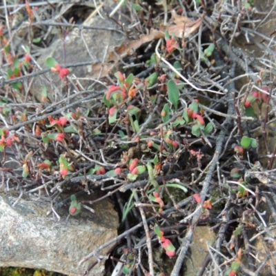 Muehlenbeckia tuggeranong (Tuggeranong Lignum) at Greenway, ACT by MichaelBedingfield