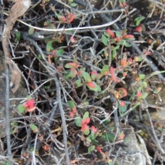 Muehlenbeckia tuggeranong at suppressed - suppressed