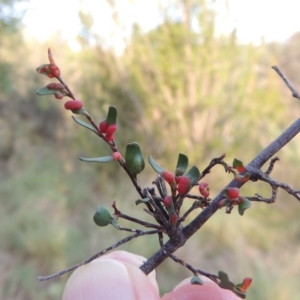 Muehlenbeckia tuggeranong at suppressed - 13 Mar 2016