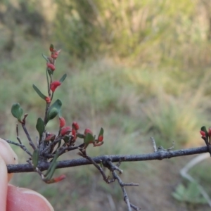 Muehlenbeckia tuggeranong at suppressed - 13 Mar 2016