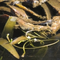 Vallisneria australis at Greenway, ACT - 10 Jan 2016 06:05 PM