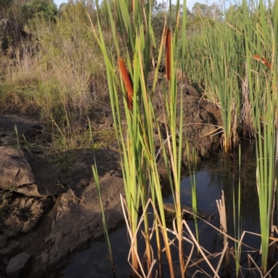 Typha orientalis (Broad-leaved Cumbumgi) at Pine Island to Point Hut - 13 Mar 2016 by michaelb