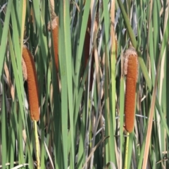 Typha orientalis at Greenway, ACT - 13 Mar 2016