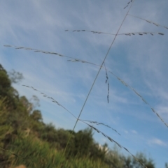 Eragrostis parviflora (Weeping Love Grass) at Pine Island to Point Hut - 13 Mar 2016 by michaelb