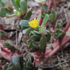 Portulaca oleracea (Munyeroo ,Pigweed, Purslane) at Conder, ACT - 10 Mar 2016 by MichaelBedingfield