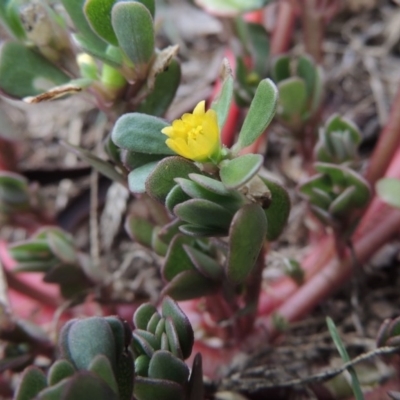 Portulaca oleracea (Pigweed, Purslane) at Conder, ACT - 10 Mar 2016 by michaelb