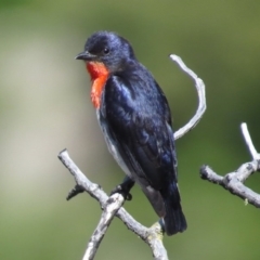 Dicaeum hirundinaceum (Mistletoebird) at Bullen Range - 30 Oct 2014 by JohnBundock