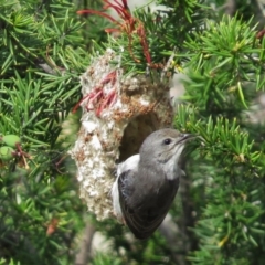 Dicaeum hirundinaceum at Kambah, ACT - 31 Oct 2014