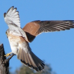 Falco cenchroides (Nankeen Kestrel) at Nicholls, ACT - 15 Sep 2007 by gavinlongmuir