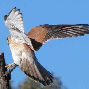 Falco cenchroides at Nicholls, ACT - 15 Sep 2007