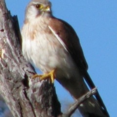 Falco cenchroides at Nicholls, ACT - 15 Sep 2007