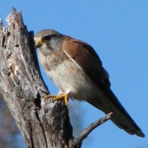 Falco cenchroides at Nicholls, ACT - 15 Sep 2007